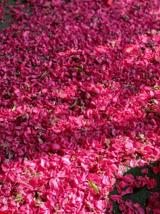 ROSE PETALS PŁATKI RÓŻ2.jpg