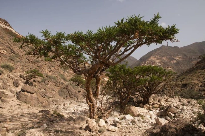 MIRRA myrrh tree2.jpg