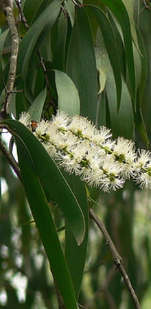 KAJEPUT.jpg
