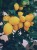 CYTRYNA Lemon1.jpg