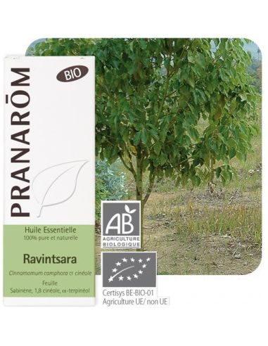 olejek-eteryczny-cynamonowiec-kamforowy-ravintsara-cinnamomum-camphora-ct-cineole-10mlpranarombio.jpg