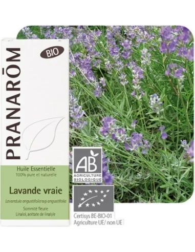 Olejek eteryczny lawendowy Lawenda wąskolistna / Lavandula angustifolia ssp angustifolia 10ml PRANARÔM BIO