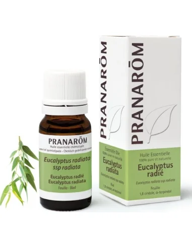 Olejek eteryczny eukaliptusowy Eukaliptus australijski / Eucalyptus radiata ssp radiata 10ml PRANARÔM