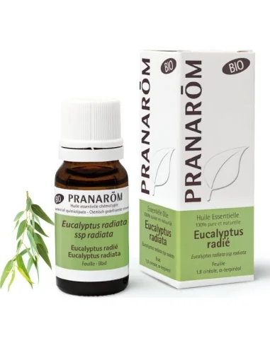 Olejek eteryczny eukaliptusowy Eukaliptus australijski / Eucalyptus radiata ssp radiata 10ml PRANARÔM BIO