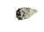 biała szałwia pęk.png